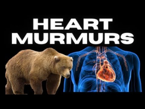 Heart Murmurs - Made Easy & FUN!