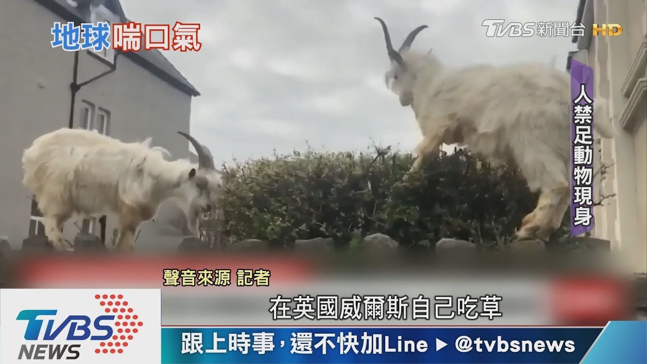 地球日50周年人類不見汙染降 動物們逛大街