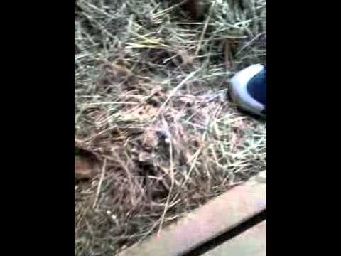 il bisso galetto.....