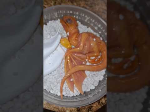 #dragon#egg#hatching#creature#dragonegg#reptiles#creepy