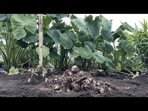 野菜の収穫: 適切な時期を見つける方法 庭の練習