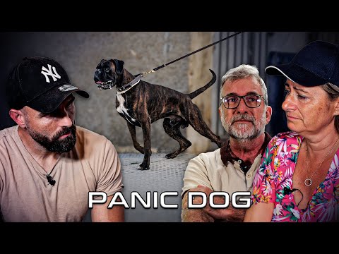 "On est pas capables de maîtriser notre chien !" - Panic Dog Ep15