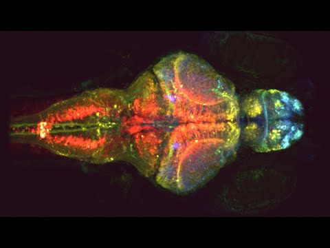 Evenings at Whitney - Big Ideas from Little Brains