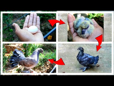 Sri Lankan Pigeon Breeding Story 02  🇱🇰 🕊️