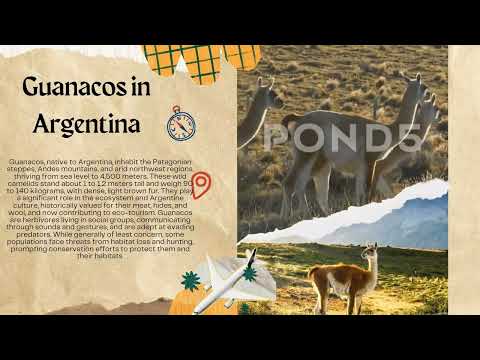 VIRTUAL TOUR ON CAMELIDS