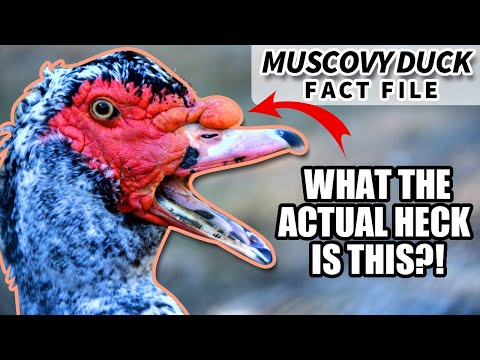 , title : 'Muscovy Duck Facts: what the HECK is this BIRD?! | Animal Fact Files'
