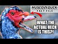 Muscovy Duck Facts What The HECK Is This BIRD Animal Fact Files