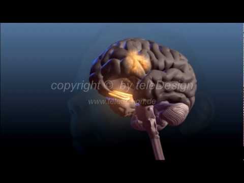 S 077 Geruchssinn - PAL 16:9 / S 078 Smell - PAL 16:9