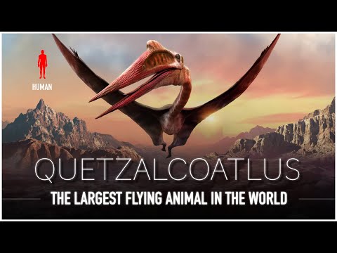 Quetzalcoatlus: The Largest Flying Animal EVER to Live | Dinosaur Documentary