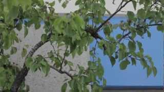 Reseda Massage, Balance Acucenter, Body Massage in Reseda CA,