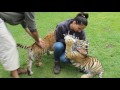 Suckle Tiger Cubs