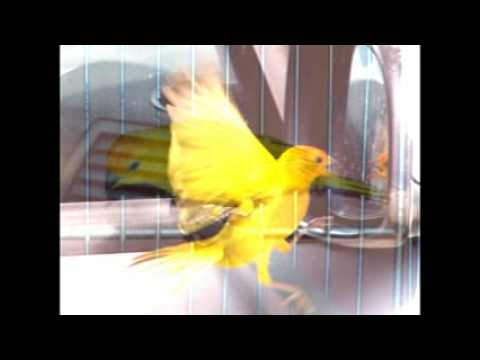 Historia Dos Passarinhos Gildo Freitas