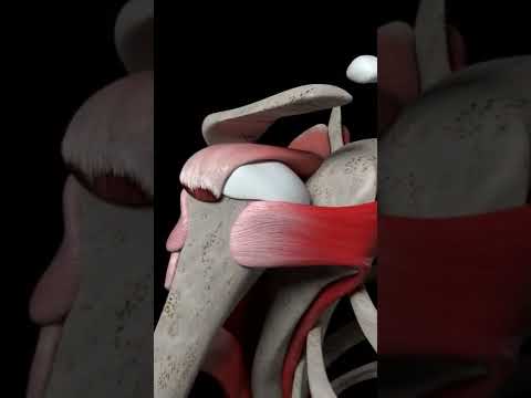 Shoulder Joint 3D animation