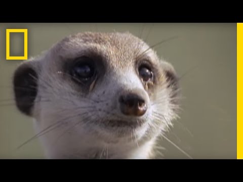 Skorpions schlimmster Albtraum | National Geographic
