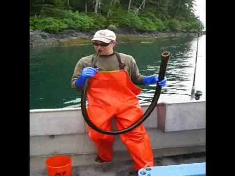Playing the Bull Kelp