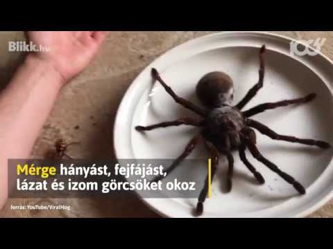 Brazil pók és merevedés, Betűméret: