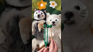 ASMR | Manyu & Bai’s Spring SPA Routine Relaxing & Soothing