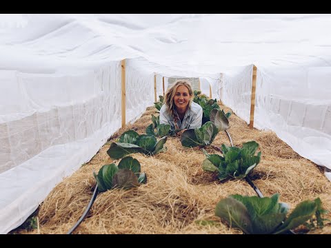 Så löser vi bevattning & kålnät till över 100 kålplantor på familjeodlingen
