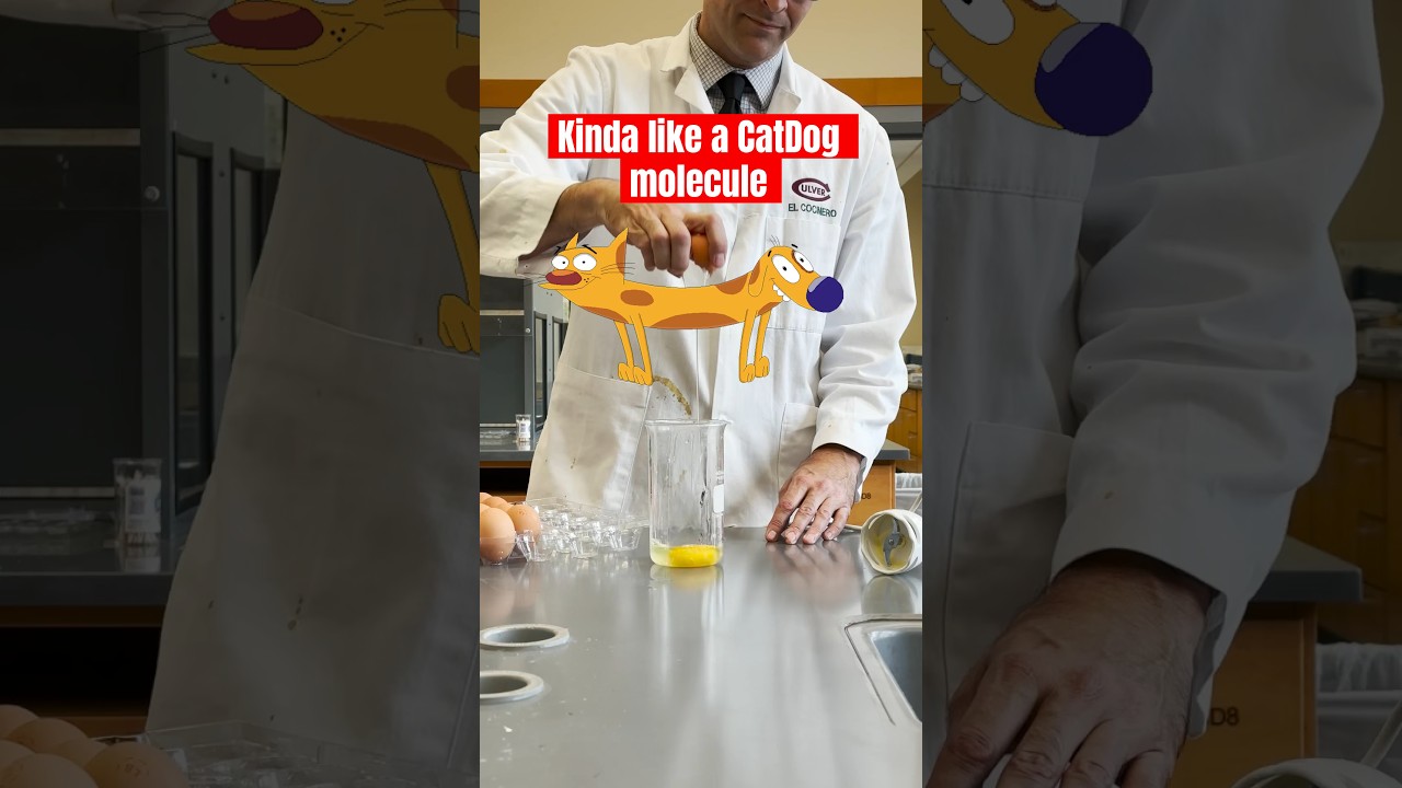 Emulsifiers are like CatDog molecules