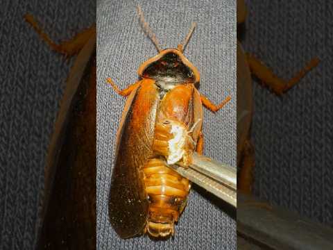 Do this to DEFORMED roaches!!! ????