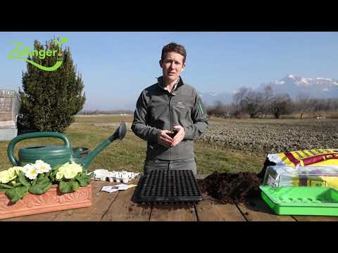 Setzlinge erfolgreich anziehen