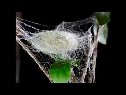Silk Moth Bombyx Mori: Its Life Cycle & Silk Making