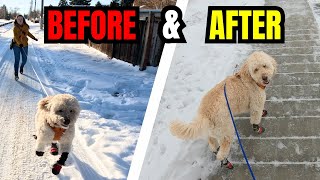 Dog Pulls On Leash Again After Getting Treats? Try These 5 Fixes