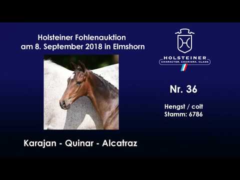 Holsteiner Fohlenauktion | Nr. 36 v. Karajan - Quinar