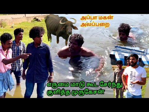 எருமாடு குளிச்ச பாலத்தில் முருகேசன் குளிக்குரான் | Pana Matta