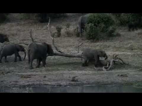 Djuma: Elephant herd scattered about - 18:53 - 10/11/2022