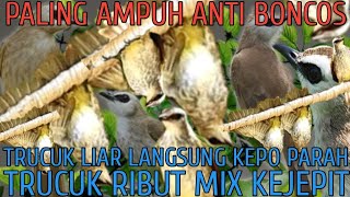 Download lagu SUARA PIKAT TRUCUKAN RIBUT KOMBINASI KEJEPIT PALING AMPUH RESPON CEPAT LANGSUNG POIN SEKETIKA mp3 Download lagu SUARA PIKAT TRUCUKAN RIBUT KOMBINASI KEJEPIT PALING AMPUH RESPON CEPAT LANGSUNG POIN SEKETIKA mp3