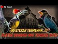 Download Lagu MASTERAN MEWAH..!!!TEMBAKAN PLATUK BAWANG MIX TENGKEK BUTO Mp3 Free