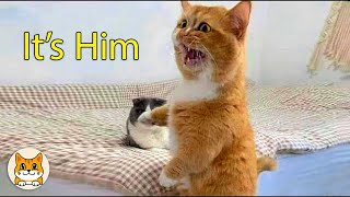 When Cats Start Talking to Their Owners