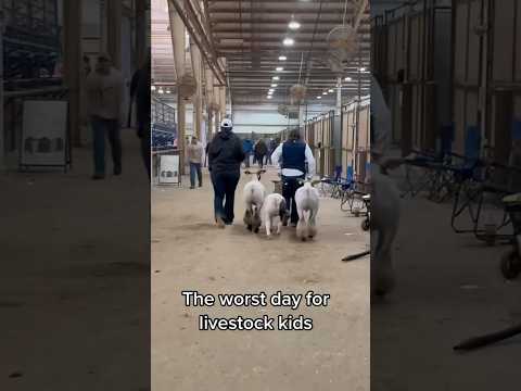 The worst #livestock #market #sad #FFA #4H