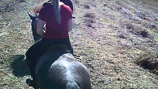 preview picture of video '16th Mar 2014 Sun New Forest Hack'