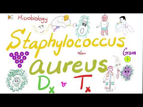 Staphylococcus aureus Lab 🧫 Diagnosis and Treatment | Microbiology and Infectious Diseases