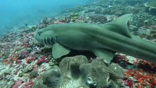 Bamboo shark Bali