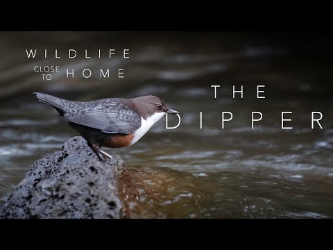 The Dipper - the UK's only aquatic songbird! Wildlife Close to Home // Wildlife film reel