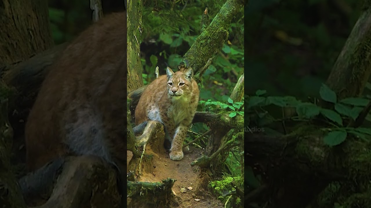 Eurasian Lynx Hunting Posture and Stalking Mechanics