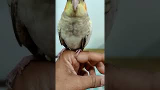 Cockatiel Birds Videos