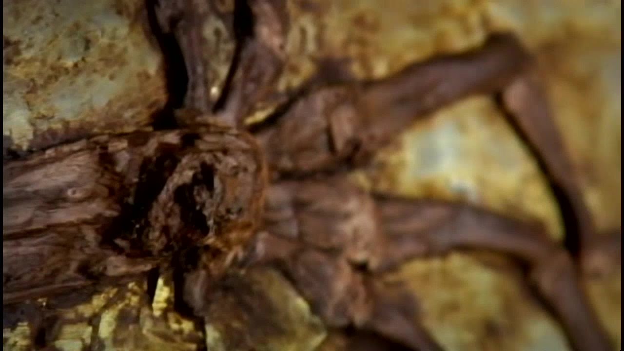 The Link: Uncovering Our Earliest Ancestor