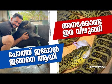 പോത്തും അനാക്കോണ്ടയും