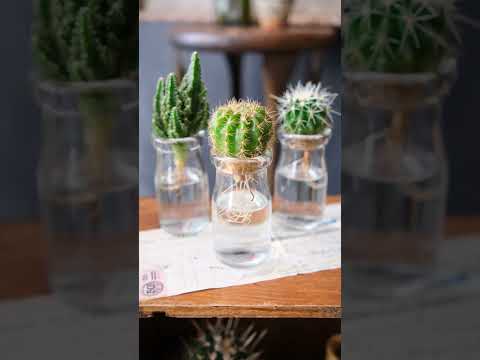 園芸 バレルサボテン