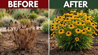 11 Secrets to Growing Black-Eyed Susan That Never Dies (Even If You Forget It)