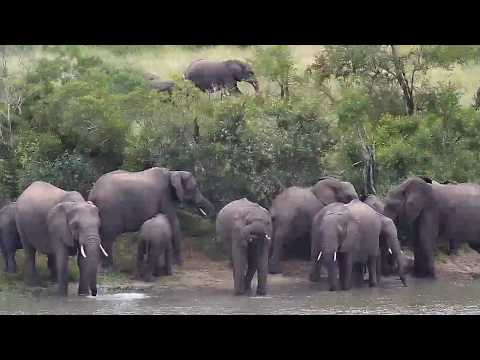 Djuma: Elephant herd-Pt:1 - 09:30 - 04/19/20