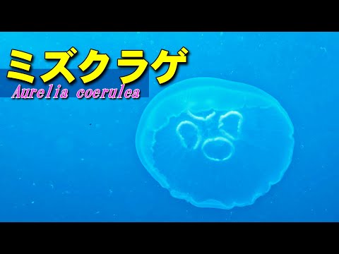 ミズクラゲと動く断片の水中映像