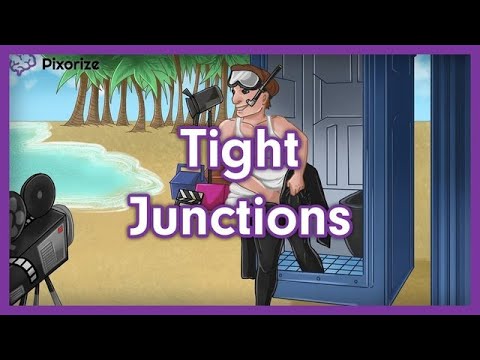 Tight Junctions MCAT Mnemonic Preview