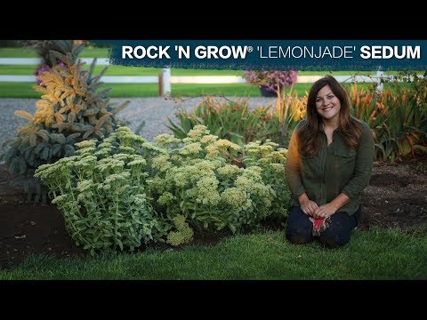 Rock ’N Grow® ‘Lemonjade’ Sedum | Easy-Care Perennial by Proven Winners