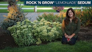 Planting Rock ‘N Grow® ‘Lemonjade’ Sedum