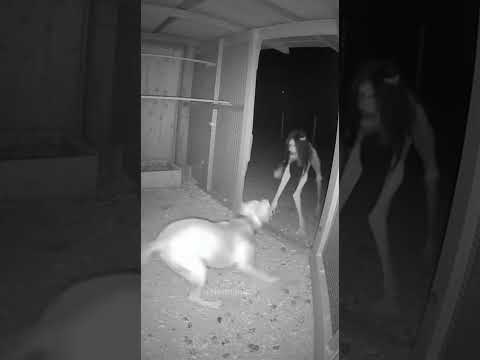 Two CCTV Cameras Capture a Guard Dog Confronting a Skinny Creature at a Farm at Night